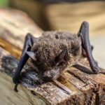 Bat immunity secrets: The Real Reasons They Stay Healthy