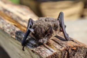 Bat immunity secrets: The Real Reasons They Stay Healthy