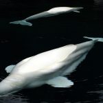 Beluga deaths: What is the real cause behind the trend?