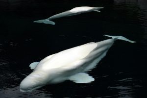 Beluga deaths: What is the real cause behind the trend?