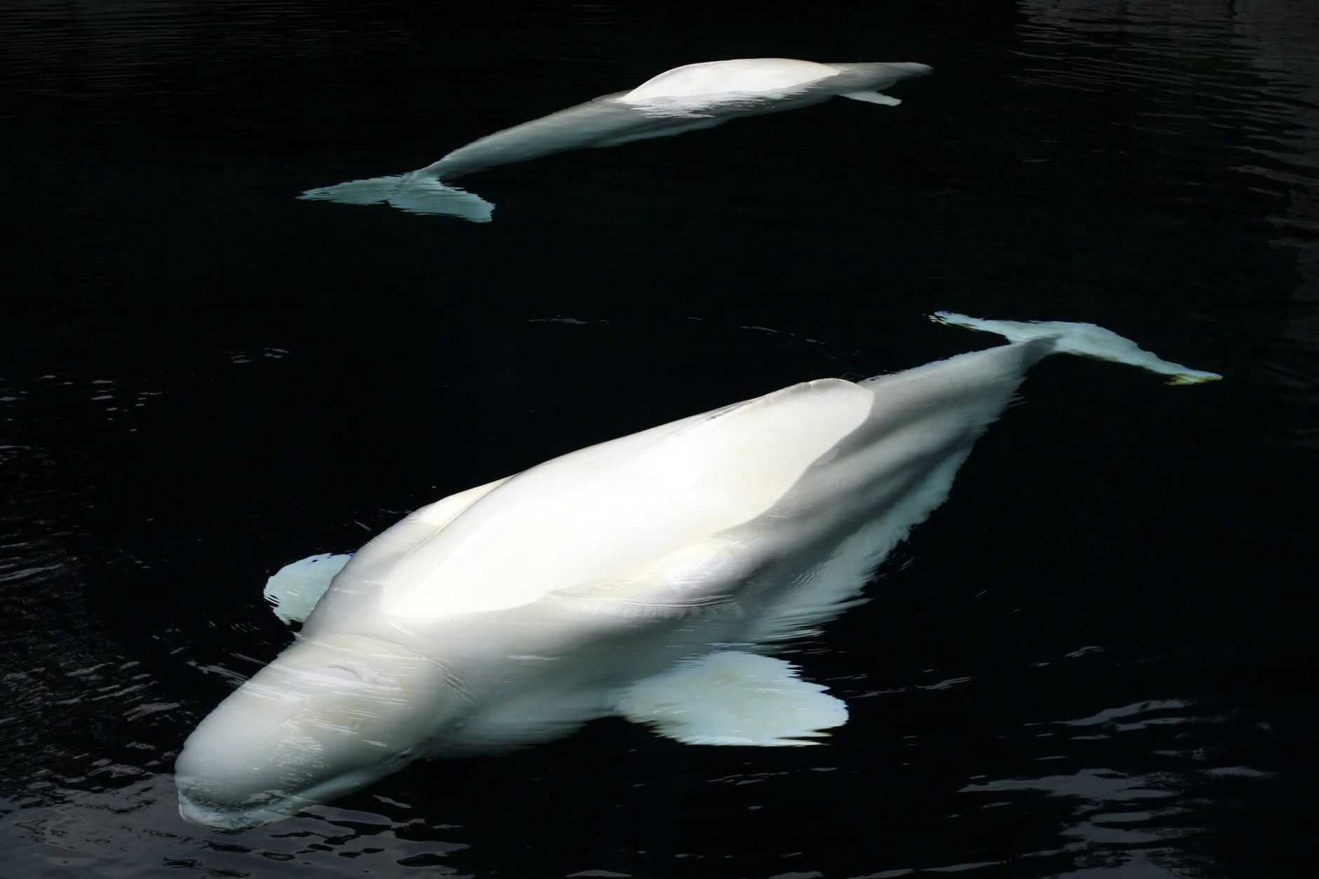 Beluga deaths: What is the real cause behind the trend?